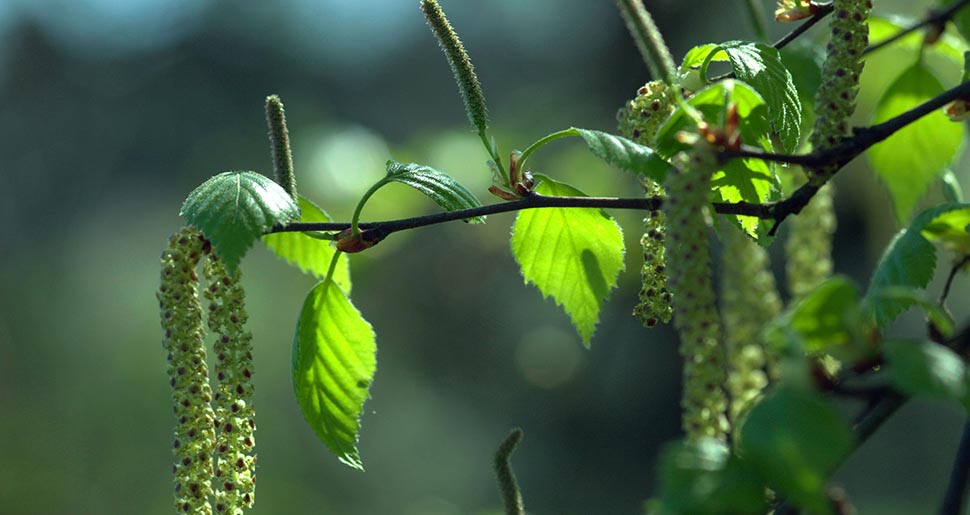 Plantas Medicinales: Abedul (Betula pendula Roth) Plantas Medicinales: Abedul (Betula pendula Roth)
