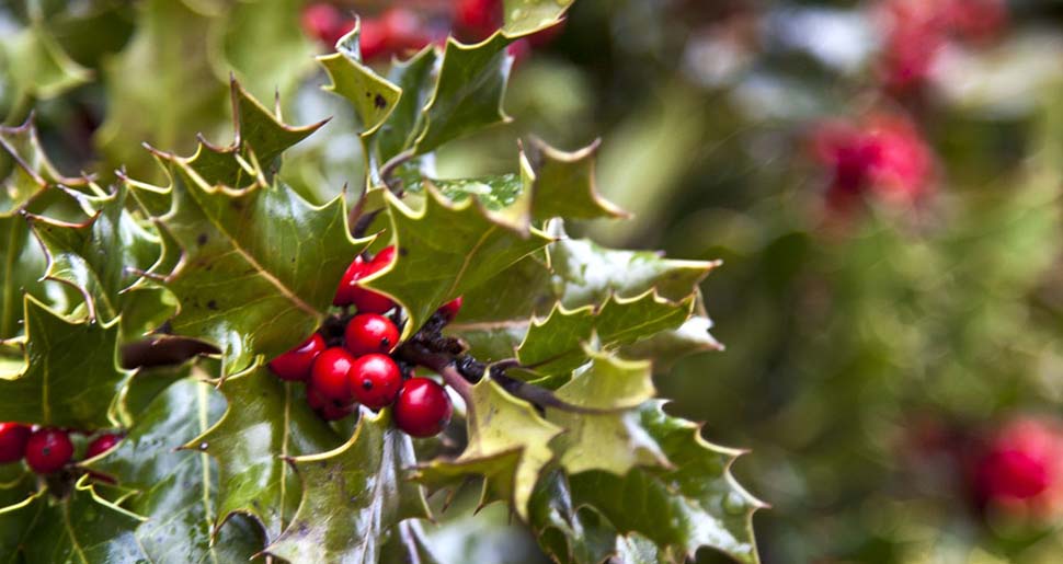 Plantas Medicinales: Acebo (Ilex aquifolium L.) Plantas Medicinales: Acebo (Ilex aquifolium L.)