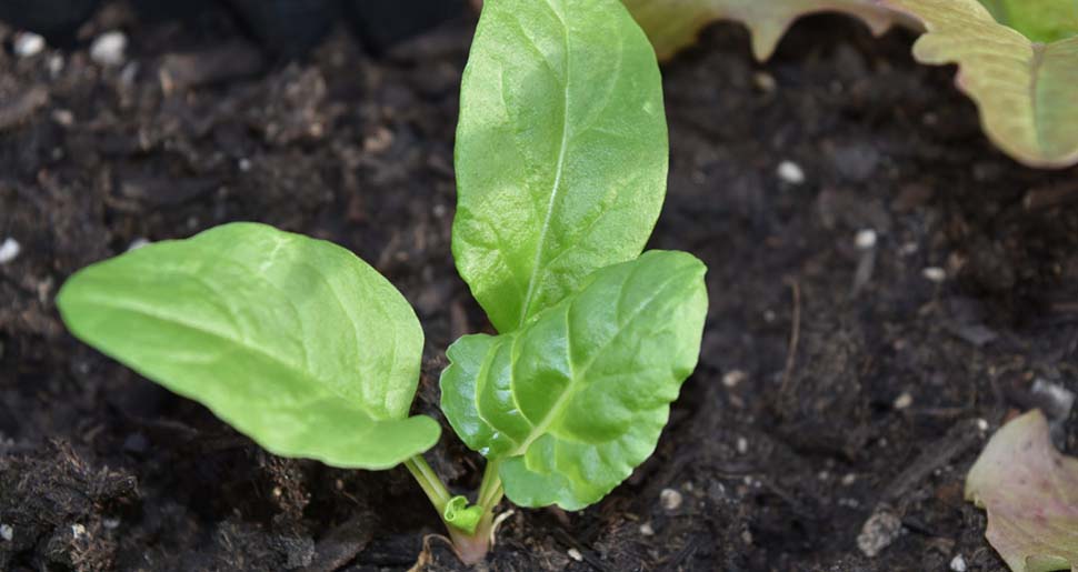 Plantas Medicinales: Acelga (Beta vulgaris var. altissima L.) Plantas Medicinales: Acelga (Beta vulgaris var. altissima L.)