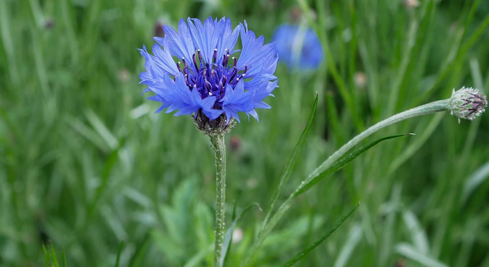 Hidrolato de Aciano o Azulejo (Centaurea cyanus) Hidrolato de Aciano o Azulejo (Centaurea cyanus)