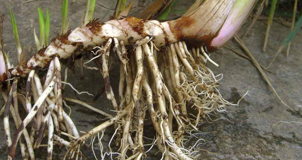 Aceite Esencial de Ácoro (Acorus calamus) Aceite Esencial de Ácoro (Acorus calamus)