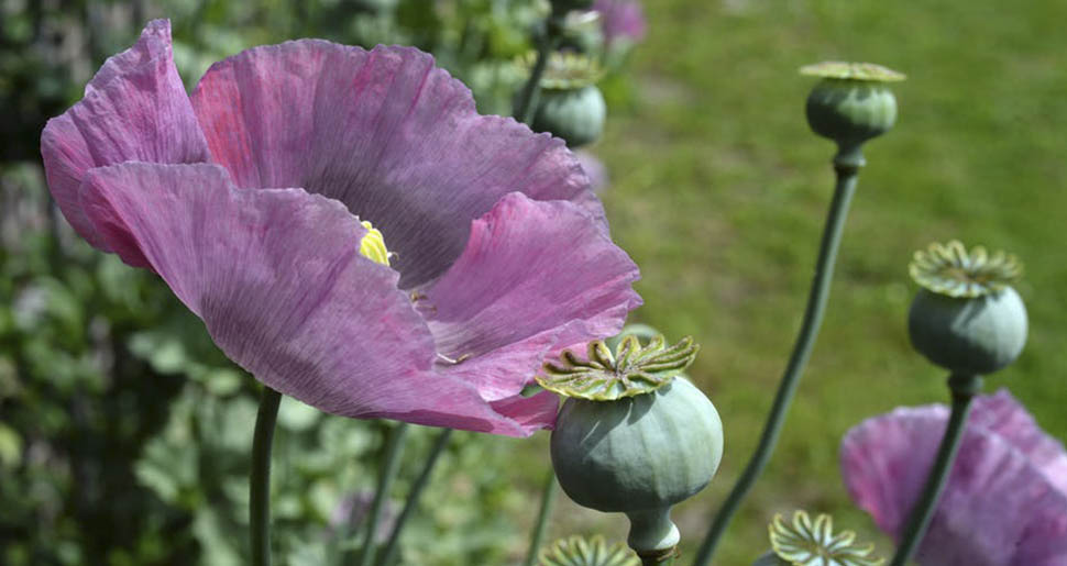 Plantas Medicinales: Adormidera (Papaver somniferum L.) Plantas Medicinales:Adormidera (Papaver somniferum L.)