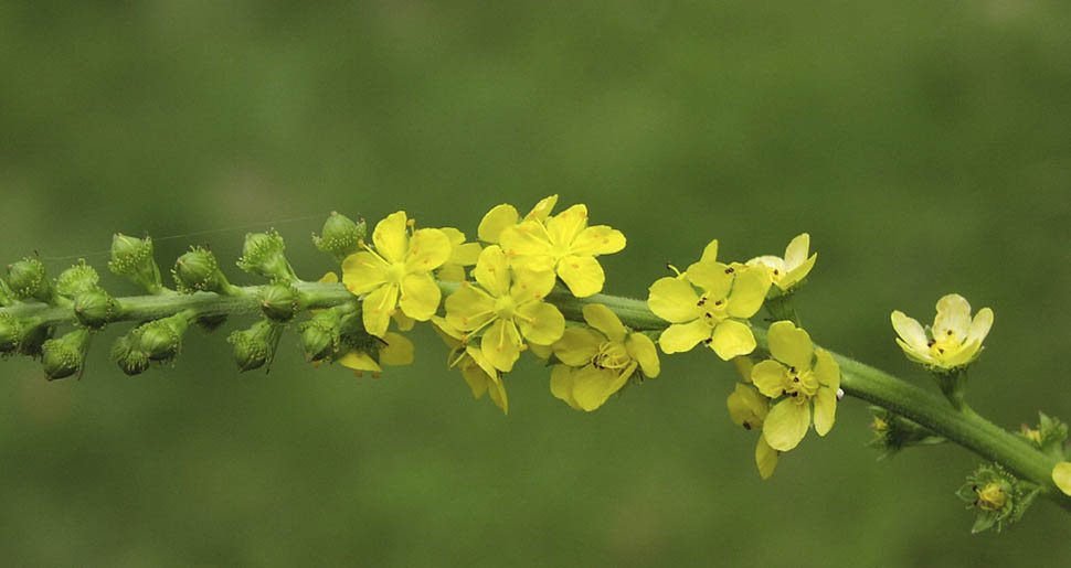 Plantas Medicinales: Agrimonia (Agrimona eupatoria L.) Plantas Medicinales: Agrimonia (Agrimona eupatoria L.)