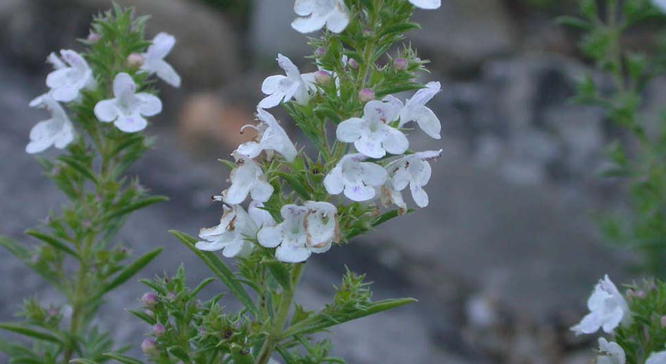 Hidrolato de Ajedrea (Satureja montana) Hidrolato de Ajedrea (Satureja montana)