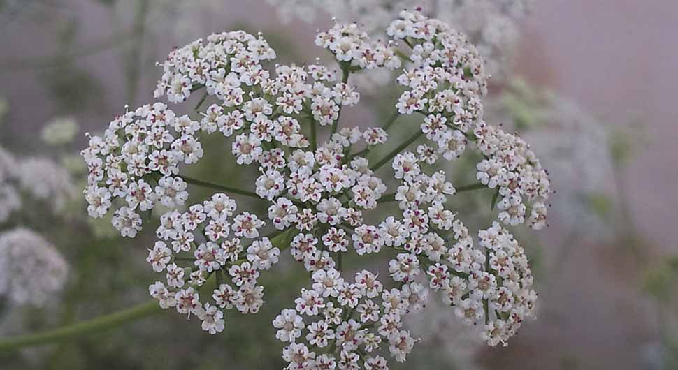 Aceite Esencial de Ajowán (Trachyspermum ammi o Carum copticum) Aceite Esencial de Ajowán (Trachyspermum ammi o Carum copticum)