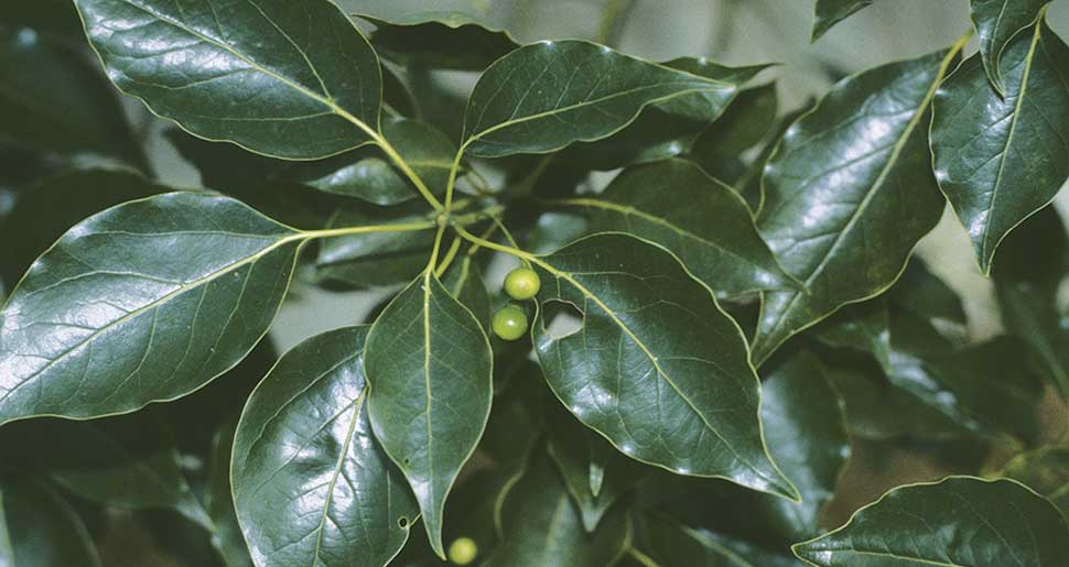 Plantas Medicinales: Alcanforero (Cinnamomum camphora Nees.) Plantas Medicinales: Alcanforero (Cinnamomum camphora Nees.)