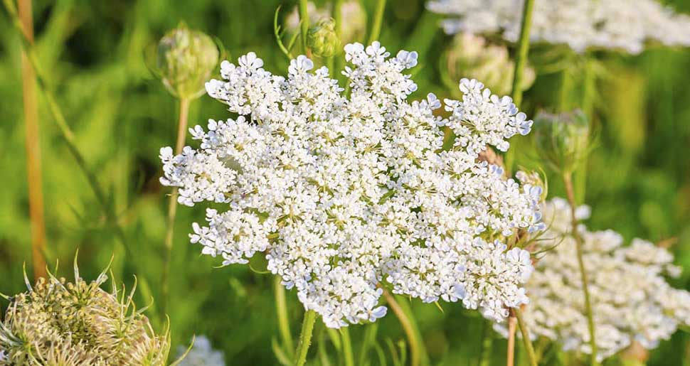 Plantas Medicinales: Alcaravea (Carum carvi L.)