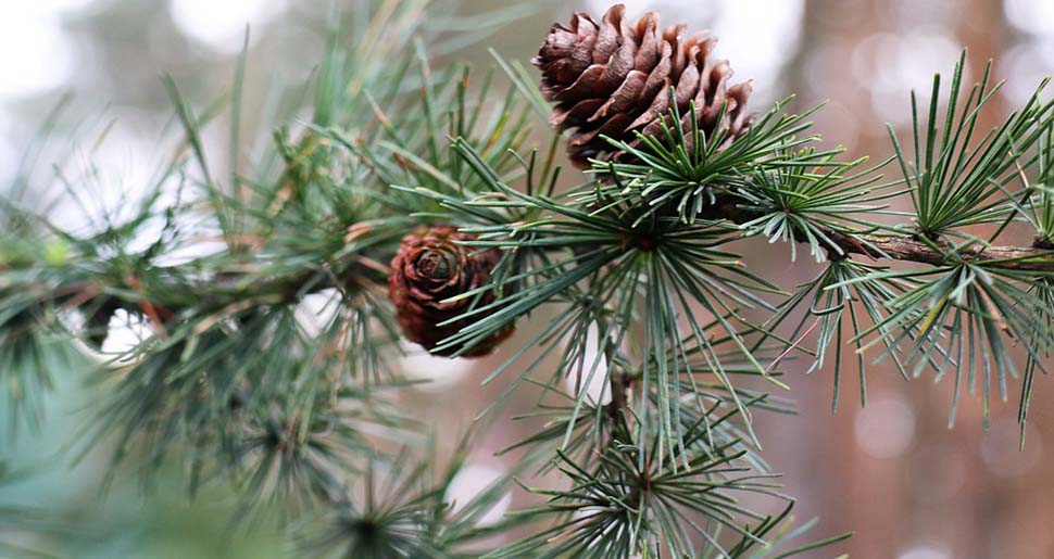 Aceite Esencial de Alerce o Lárice Europeo (Larix europea)