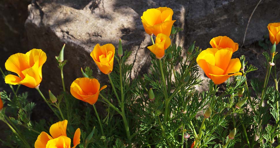 Plantas Medicinales: Amapola de California (Eschscholzia californica Cham)