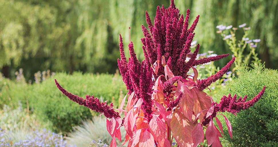 Plantas Medicinales: Amaranto (Amaranthus hypochondriacus L.) Plantas Medicinales: Amaranto (Amaranthus hypochondriacus L.)