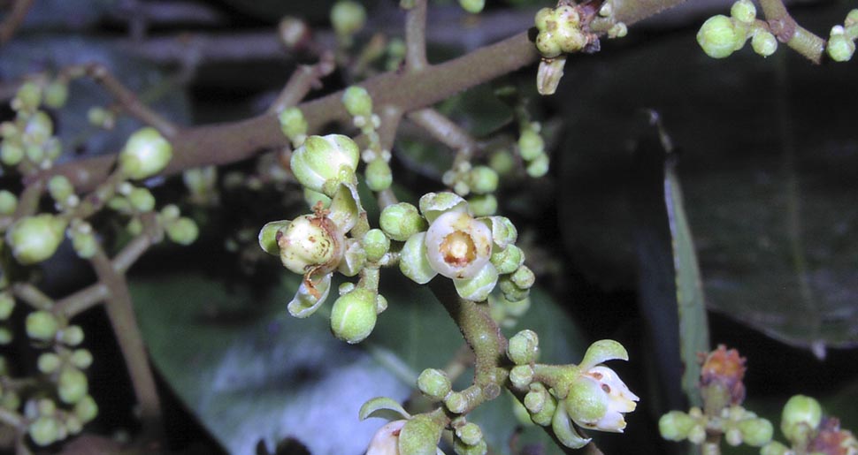 Plantas Medicinales: Andiroba (Carapa guianensis L.)