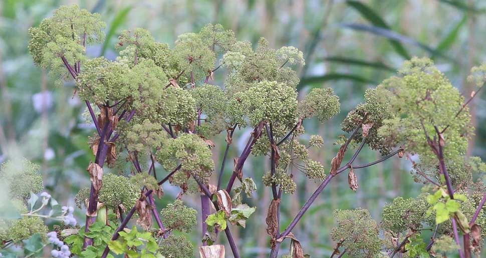 Plantas Medicinales: Angélica (Angelica archangelica L.)