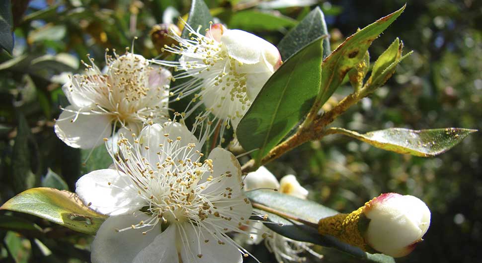 Hidrolato de Mirto o Arrayán (Myrtus communis var. cineoliferum) Hidrolato de Mirto o Arrayán (Myrtus communis var. cineoliferum)