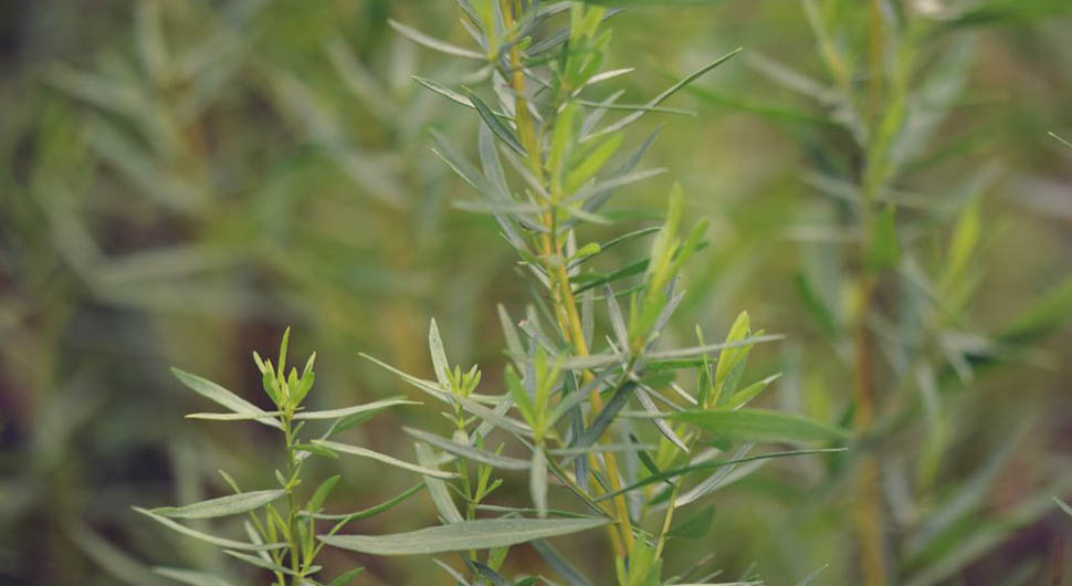 Aceite Esencial de Estragón (Artemisia dracunculus)