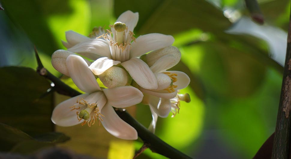 Hidrolato de Azahar o Nerolí (Citrus aurantium var. amara) Hidrolato de Azahar o Nerolí (Citrus aurantium var. amara)