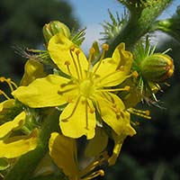AGRIMONY - (Agrimonia)