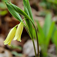 WILD OAT - (Avena silvestre)