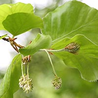 BEECH – (Haya)