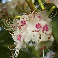 WHITE CHESTNUT - (Castaño blanco o castaño de Indias)