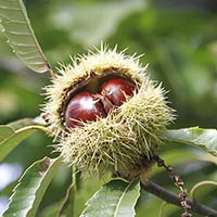 SWEET CHESTNUT - (Castaño dulce)