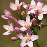 CENTAURY – (Centaura)