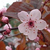 CHERRY PLUM – (Cerasífera)