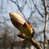 CHESTNUT BUD - (Brote de castaño de Indias)