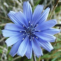 CHICORY - (Achicoria)