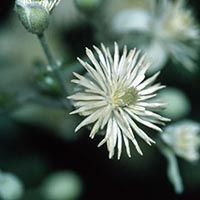 CLEMATIS - (Clematis)