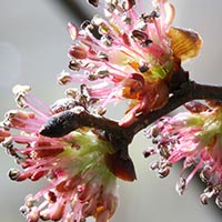 ELM - (Olmo)
