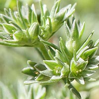 SCLERANTHUS - (Escleranto)