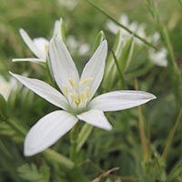 STAR OF BETHLEHEM - (Estrella de Belén)