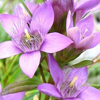 GENTIAN - (Genciana)
