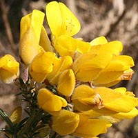 GORSE - (Aulaga o tojo)