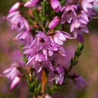 HEATHER - (Brezo o brecina)