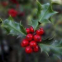 HOLLY - (Acebo)