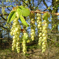 HORNBEAM - (Hojaranzo o carpe)