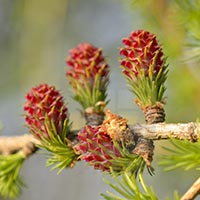 LARCH - (Alerce europeo)