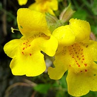 MIMULUS - (Mímulo)