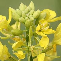 MUSTARD – (Mostaza)