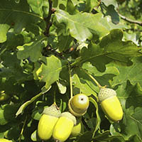 OAK - (Roble)