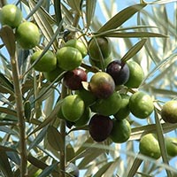 OLIVE - (Olivo)