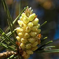 PINE - (Pino silvestre)