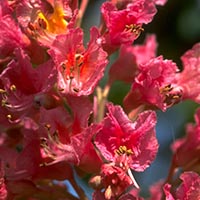 RED CHESTNUT - (Castaño rojo)