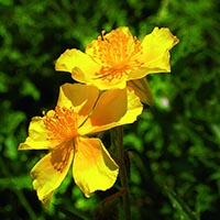 ROCK ROSE – (Heliantemo)