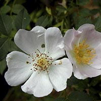 WILD ROSE - (Rosa silvestre)