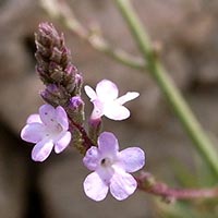 VERBAIN - (Verbena)