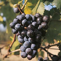 VINE - (Vid)