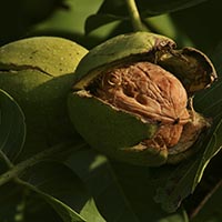 WALNUT - (Nogal)