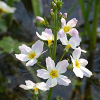 WATER VIOLET – (Violeta de agua)
